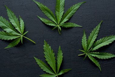 Yeşil kenevir yaprakları siyah, modern beton arka planda yatar. Yaprakların yeşil arka planı. Yakın plan kenevir. Yeşil kenevir yaprakları, marihuana yaprakları. CBD ile Tıbbi İndika.
