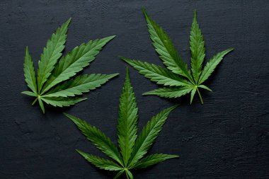 Yeşil kenevir yaprakları siyah, modern beton arka planda yatar. Yaprakların yeşil arka planı. Yakın plan kenevir. Yeşil kenevir yaprakları, marihuana yaprakları. CBD ile Tıbbi İndika.