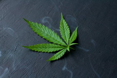 Siyah modern beton arka planda yeşil kenevir yaprakları. Yaprakların yeşil arka planı. Yakın plan kenevir. Yeşil kenevir yaprakları, marihuana yaprakları. CBD 'li tıbbi indica. duman, sis.