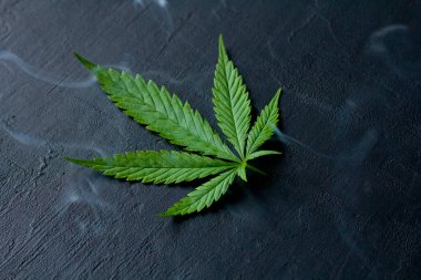 Siyah modern beton arka planda yeşil kenevir yaprakları. Yaprakların yeşil arka planı. Yakın plan kenevir. Yeşil kenevir yaprakları, marihuana yaprakları. CBD 'li tıbbi indica. duman, sis.