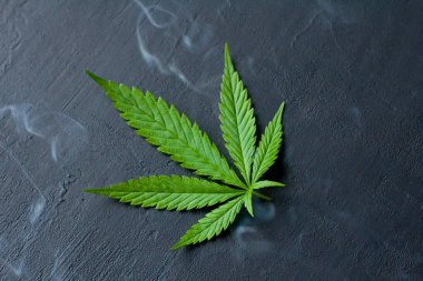 Siyah modern beton arka planda yeşil kenevir yaprakları. Yaprakların yeşil arka planı. Yakın plan kenevir. Yeşil kenevir yaprakları, marihuana yaprakları. CBD 'li tıbbi indica. duman, sis.