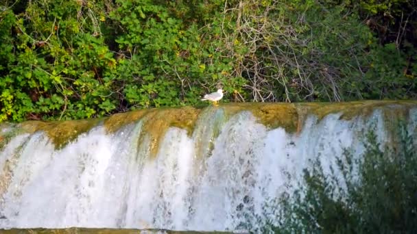 Horvátországi Krka Nemzeti Parkban Egy Vízesés Szélén Álló Magányos Fehér — Stock videók