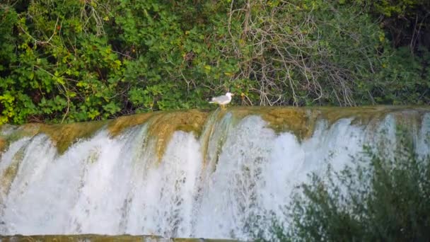 Hırvatistan Krka Ulusal Parkı Nda Bir Şelale Nehrinin Kenarında Duran — Stok video