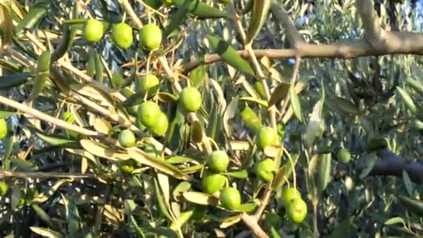 Yeşil Zeytin Ağacı Sonbaharda Zeytin Ağacında Güneş Günbatımının Arka Planında — Stok video
