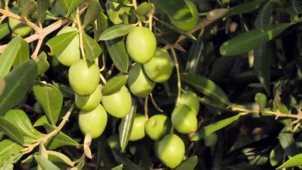 Grüner Olivenbaum Oliven Auf Olivenbäumen Herbst Wiegen Sich Wind Vor — Stockvideo