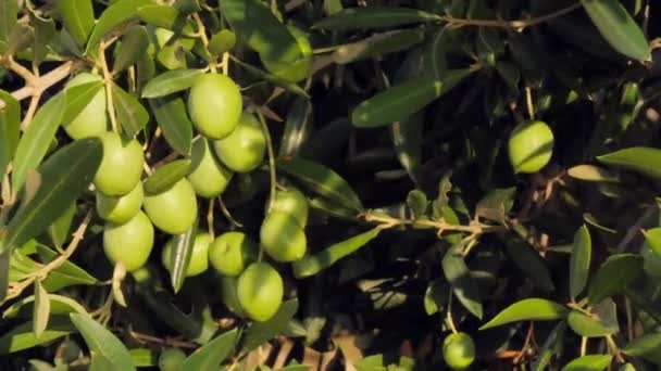 Grüner Olivenbaum Oliven Auf Olivenbäumen Herbst Wiegen Sich Wind Vor — Stockvideo