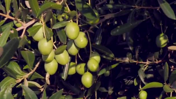 Groene Olijfboom Olijven Olijfboom Herfst Schommelen Wind Tegen Achtergrond Van — Stockvideo