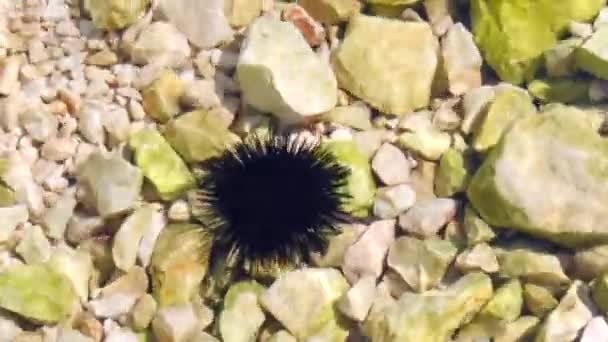 Ouriço Mar Negro Jaz Debaixo Água Pedras Ouriço Mar Echinothrix — Vídeo de Stock