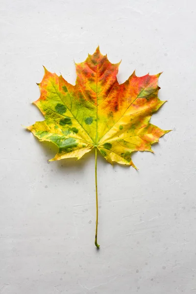 Bright yellow green red orange maple leaf close up lies on white light gray modern concrete background, modern style, autumn card, concept, september, october. Copy space for your text. Top view.