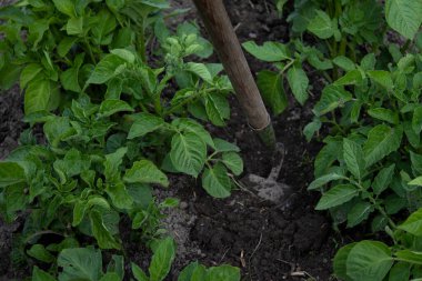 Bahçede çalış. Çapalı bir el. Sebze ekin. Zor, pis bir iş. Köy, toprak. Çiftçilik kavramı.