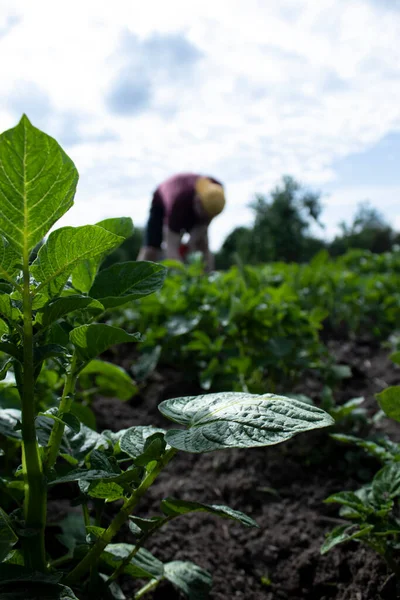 人在花园里干活。种植蔬菜。辛苦，肮脏的工作。村庄，土地。耕作概念. — 图库照片
