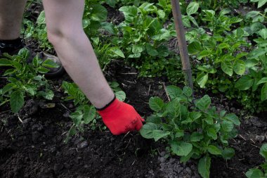 Bahçede çalış. Çapalı bir el. Sebze ekin. Zor, pis bir iş. Köy, toprak. Çiftçilik kavramı.