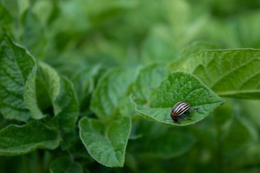 Patates fabrikasındaki Colorado böceği. Sebze ekin. Çiftçilik kavramı.