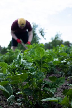 Adam bahçede çalışıyor. Sebze ekin. Zor, pis bir iş. Köy, toprak. Çiftçilik kavramı.