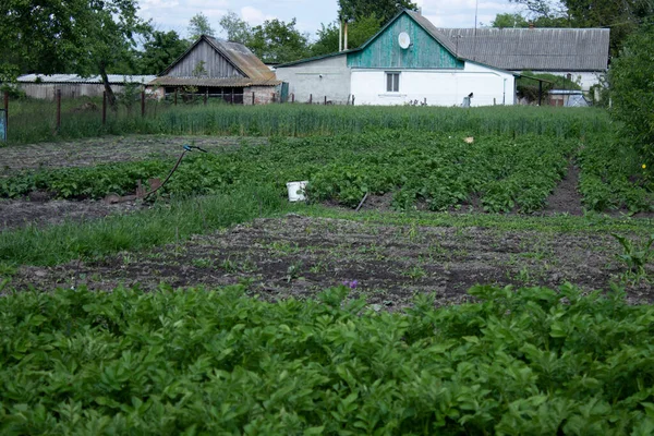 Ogród w wiosce. Roślinne warzywa. Ciężka, brudna robota. Koncepcja rolnictwa. — Zdjęcie stockowe