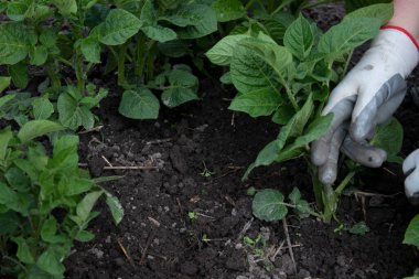 Bahçede çalış. Çapalı bir el. Sebze ekin. Zor, pis bir iş. Köy, toprak. Çiftçilik kavramı.