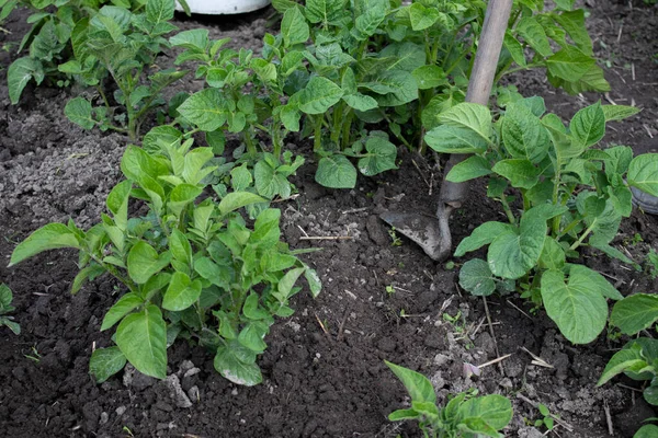 Work in the garden. Hand with a hoe. Plant vegetables. Hard, dirty work. Village, land. Farming concept.