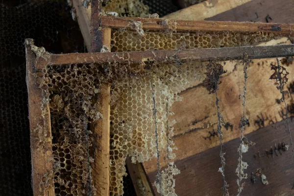 Used honeycombs. houses of bees - hive. beekeeping. beekeeper.apiculture concept — Stock Photo, Image