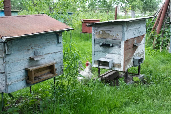Arı kovanından evler. Arıcılık. apikultür kavramı — Stok fotoğraf