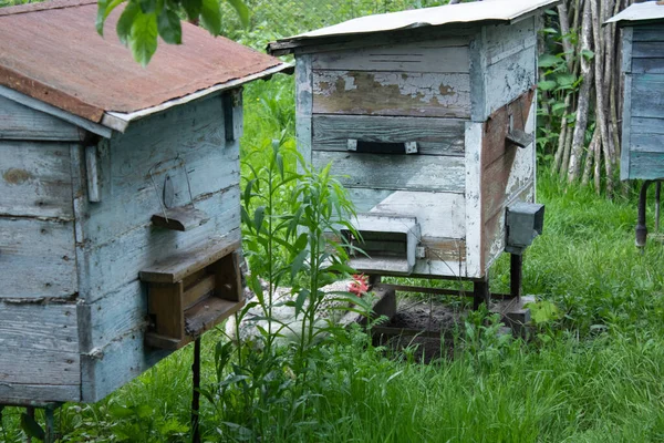 Houses of bees - hive. beekeeping. apiculture concept — Stock Photo, Image