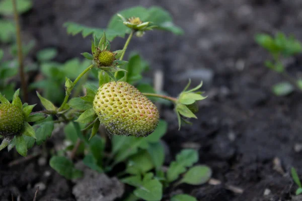 Eine Erdbeere wächst in einem Garten. Landwirtschaftskonzept. — Stockfoto