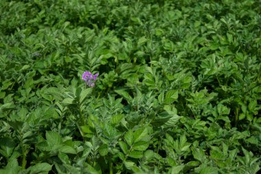 Patates fabrikası. Sebze ekin. Zor, pis bir iş. Köy, toprak. Çiftçilik kavramı