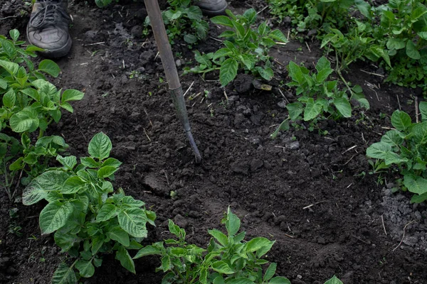 Work in the garden. Hand with a hoe. Plant vegetables. Hard, dirty work. Village, land. Farming concept.