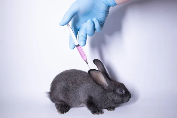 Uma mão em uma luva médica azul injeta um líquido rosa em um coelho cinza assustado — Fotografia de Stock