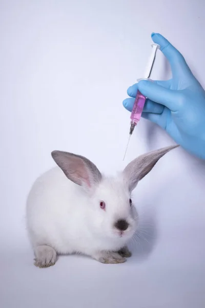 Uma mão em uma luva médica azul injeta um líquido rosa em um coelho branco assustado — Fotografia de Stock