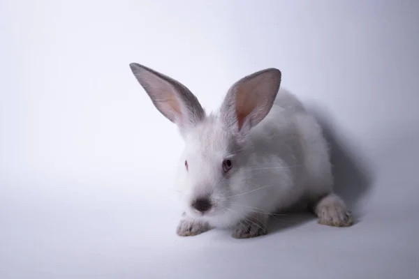 Coelho branco, coelho com olhos vermelhos em um fundo branco. Isolado. Espaço de cópia . — Fotografia de Stock