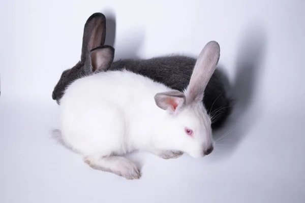 Conejos grises y blancos, conejos sobre fondo blanco. Aislado. Copiar espacio — Foto de Stock