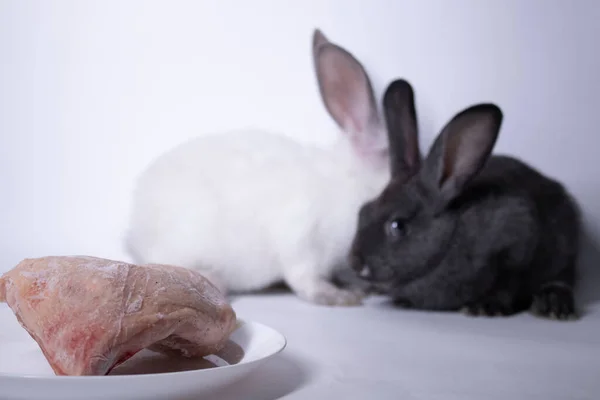 Conejos grises y blancos-conejos asustados cerca de un pedazo crudo de carne. espacio de copia. Concepto culinario, vegetariano. Salvar animales —  Fotos de Stock