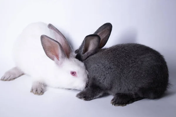 Coelhos cinzentos e brancos, coelhos sobre um fundo branco. Isolado. Espaço de cópia — Fotografia de Stock