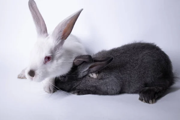 Grå och vita kaniner, kaniner på en vit bakgrund. Isolerad. Kopiera utrymme — Stockfoto