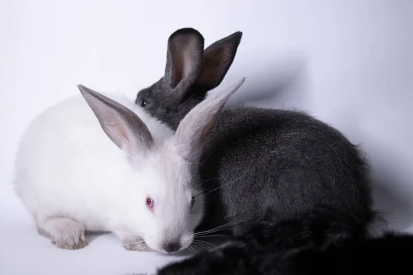 Coelhos-coelhos cinzentos e brancos assustados perto de um casaco preto lanoso natural. espaço de cópia. Salvar conceito de animais . — Fotografia de Stock