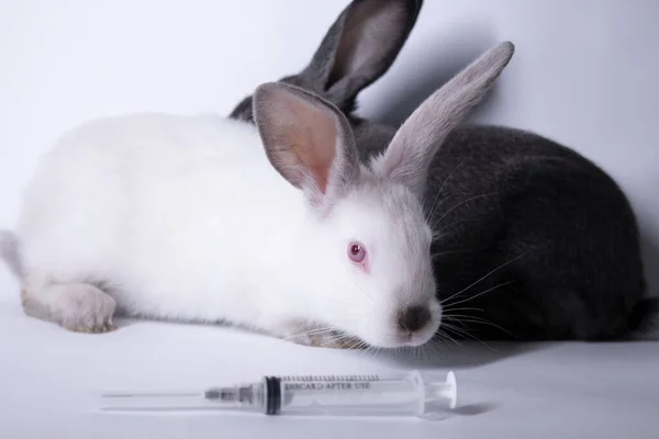 Coelhos-coelhos brancos e cinzentos assustados perto de uma seringa para injectáveis. espaço de cópia. veterinário, experiências, conceito de cosméticos — Fotografia de Stock