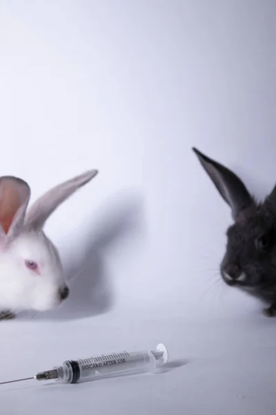 Coelhos-coelhos brancos e cinzentos assustados perto de uma seringa para injectáveis. espaço de cópia. veterinário, experiências, conceito de cosméticos — Fotografia de Stock