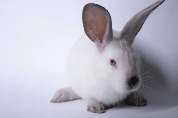 Wit konijn, konijn met rode ogen op een witte achtergrond. Geïsoleerd. Kopieerruimte. — Stockfoto