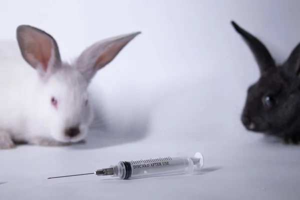 Coelhos-coelhos brancos e cinzentos assustados perto de uma seringa para injectáveis. espaço de cópia. veterinário, experiências, conceito de cosméticos — Fotografia de Stock