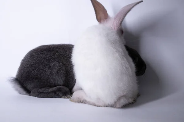 Coelhos cinzentos e brancos, coelhos sobre um fundo branco. Isolado. Espaço de cópia — Fotografia de Stock