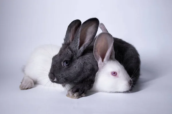 Coelhos cinzentos e brancos, coelhos sobre um fundo branco. Isolado. Espaço de cópia — Fotografia de Stock