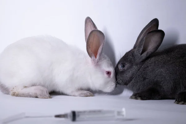 Испуганные белые и серые кролики-кролики возле шприца для инъекций. скопировать пространство. ветеринария, эксперименты, косметика — стоковое фото