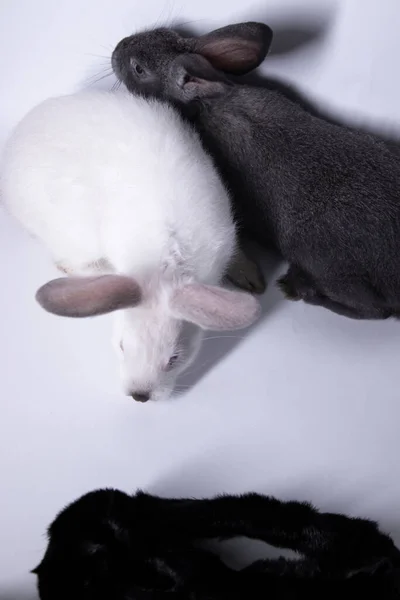 Grijze en witte konijnen-konijnen-konijntjes bang in de buurt van een natuurlijke wollen zwarte jas. kopieer ruimte. Behoud van dieren. — Stockfoto