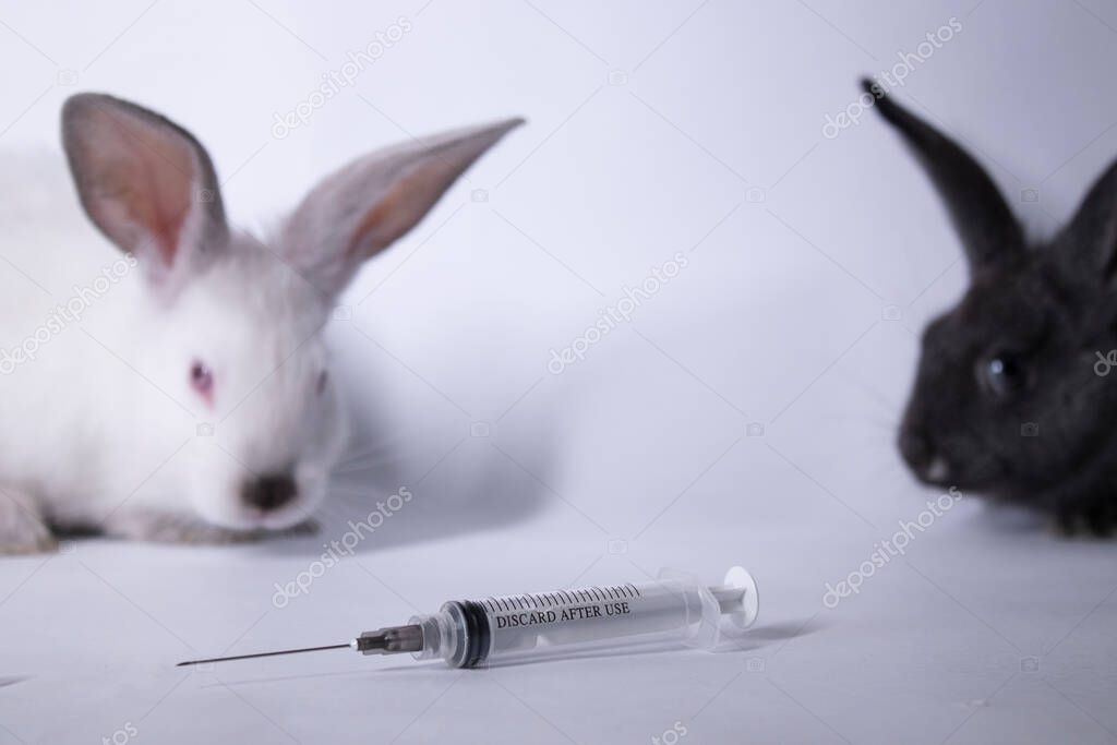 scared white and gray rabbits-bunnies near an injection-syringe. copy space. veterinary, experiments, cosmetics concept