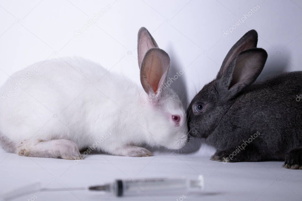 scared white and gray rabbits-bunnies near an injection-syringe. copy space. veterinary, experiments, cosmetics concept