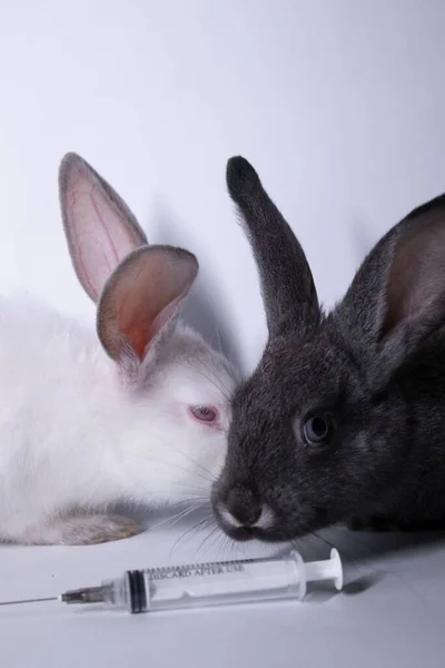 Coniglietti bianchi e grigi spaventati vicino a una siringa per iniezione. copiare spazio. veterinario, esperimenti, concetto di cosmetici — Foto Stock