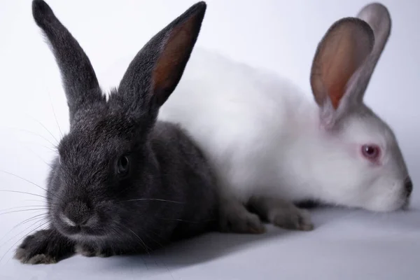 Grijze en witte konijnen, konijnen op een witte achtergrond. Geïsoleerd. Kopieerruimte — Stockfoto