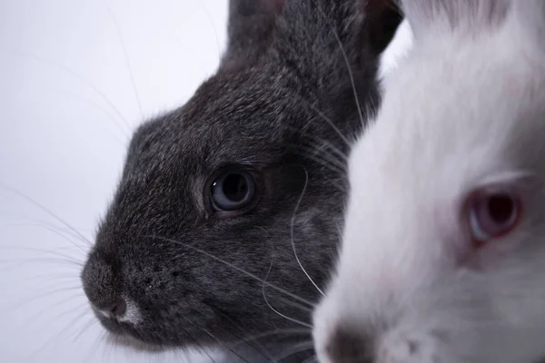 Lapins gris et blancs, lapins sur fond blanc. Isolé. Espace de copie — Photo