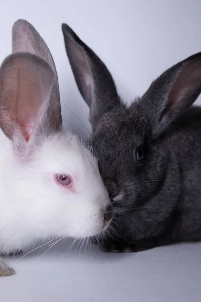 회색 과 흰색 토끼, 흰 배경에 토끼. 고립되어 있지. 복사 공간 — 스톡 사진