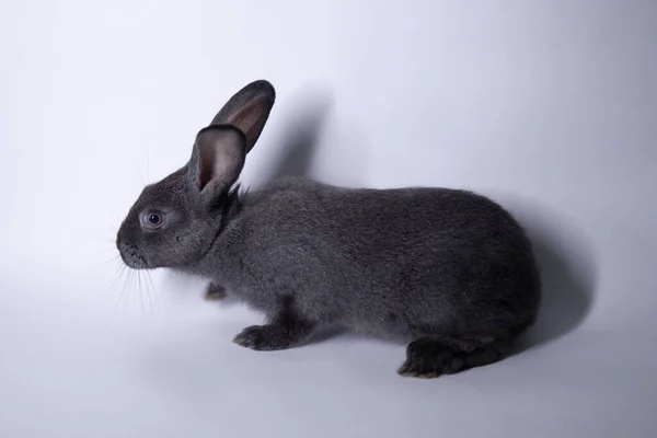 Conejo gris, conejo sobre fondo blanco. Aislado. Copiar espacio . —  Fotos de Stock